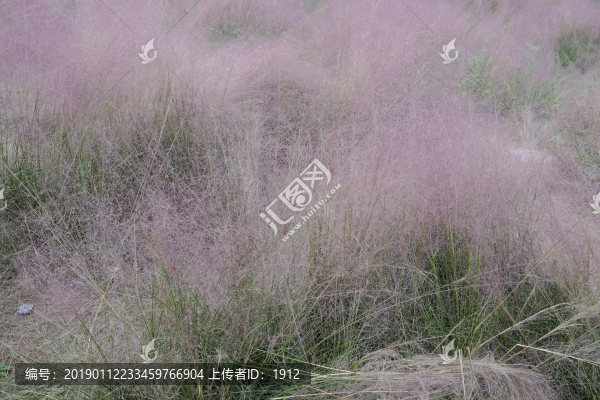 粉黛亂子草