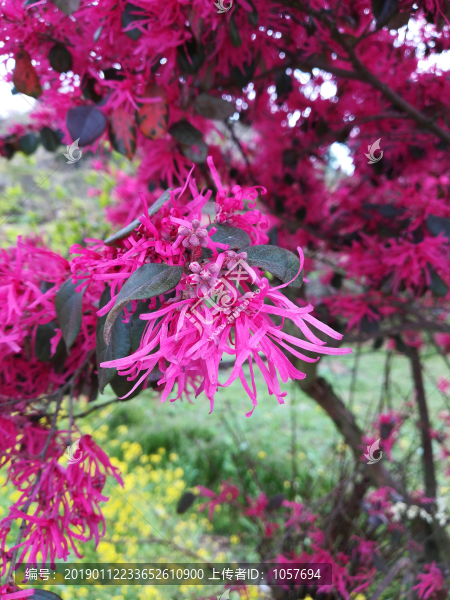 紅花檵木