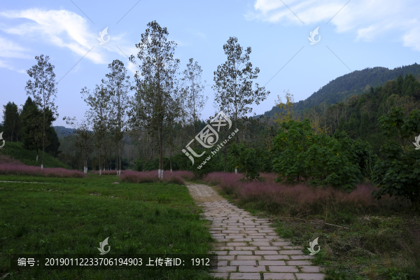 粉黛亂子草