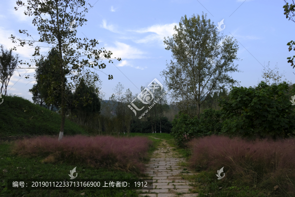 粉黛亂子草