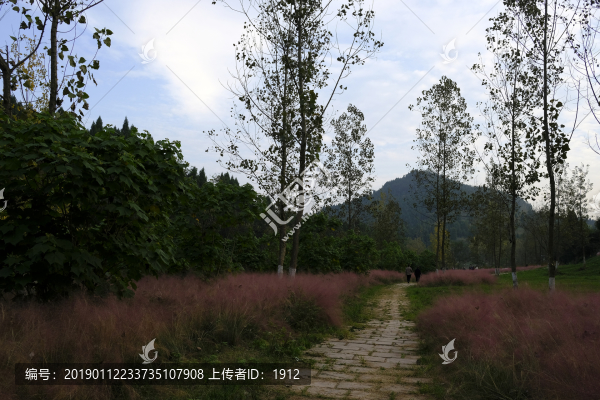 粉黛亂子草