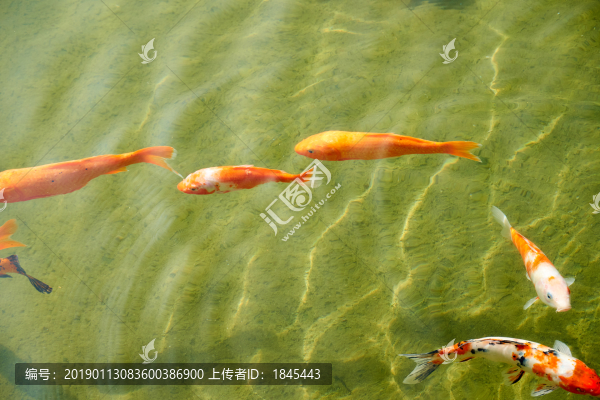 錦鯉