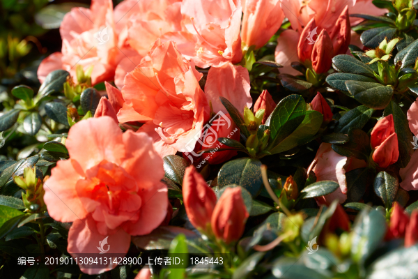 月季花