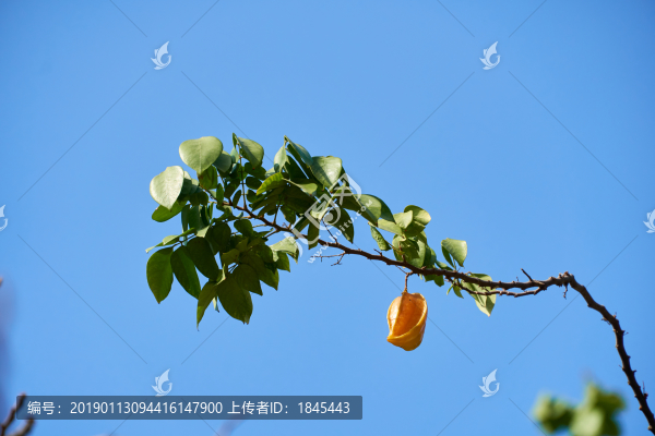楊桃樹(shù)