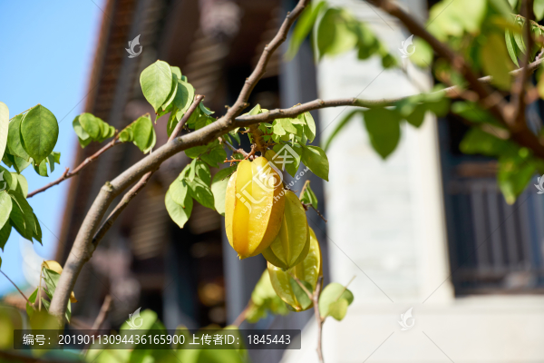 楊桃樹