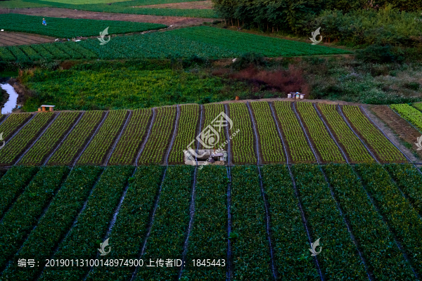 種菜