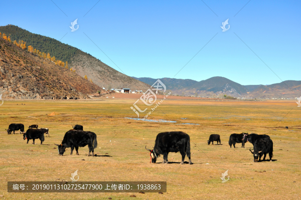 放養(yǎng)牦牛