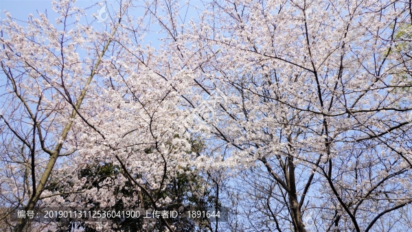 櫻花樹