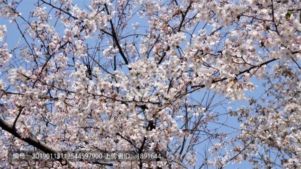 櫻花樹(shù)