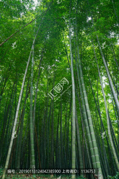 竹子攝影