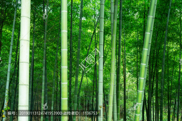竹林
