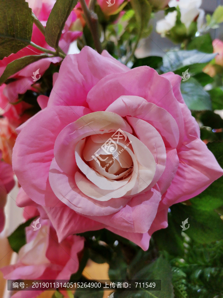 月季花