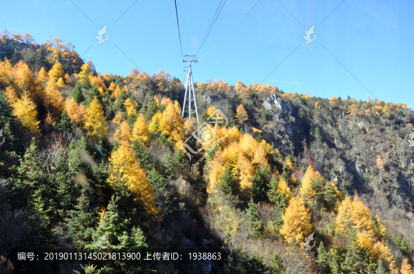 雙色松林