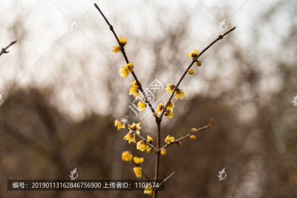 臘梅花開(kāi)