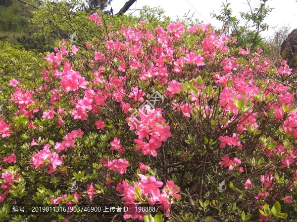 杜鵑花