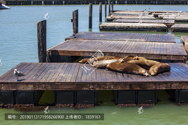 舊金山漁人碼頭逍遙又慵懶的海獅