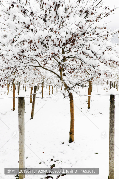 田原雪景