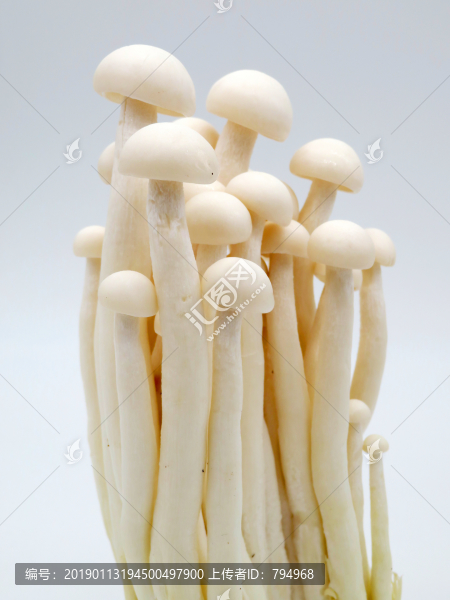 蘑菇