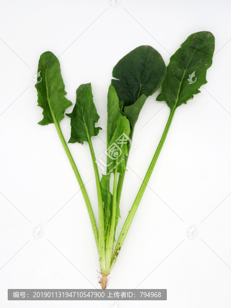 菠菜