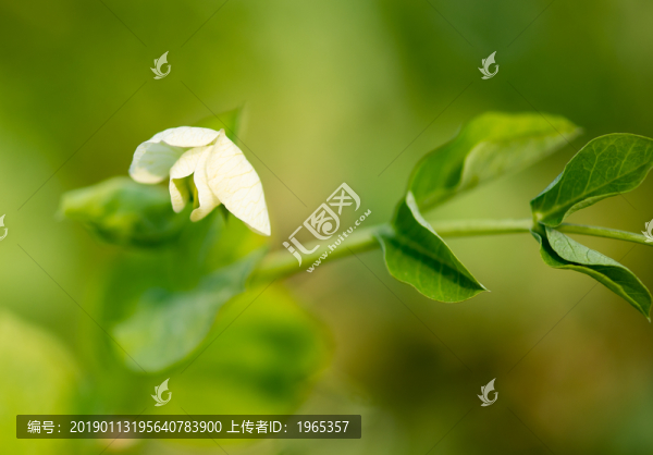 豌豆花