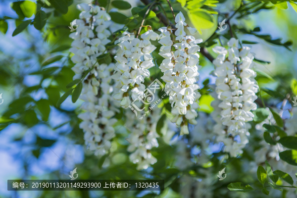 槐花