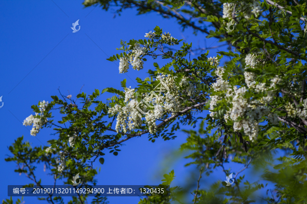 槐花