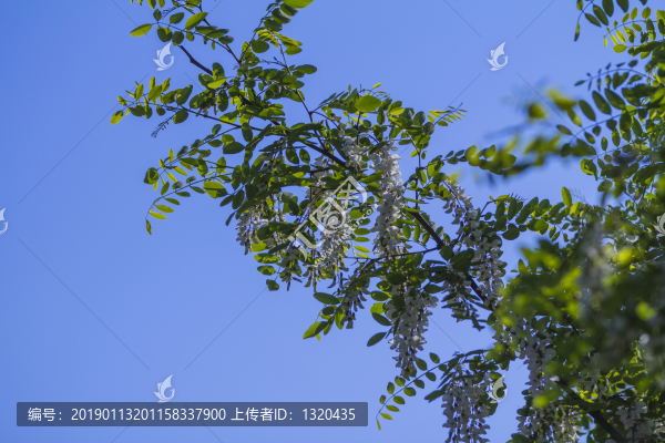 槐花