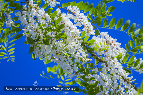 槐花