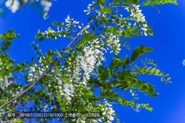 槐花