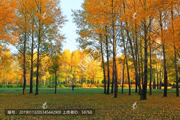 秋日樹林郁的色彩