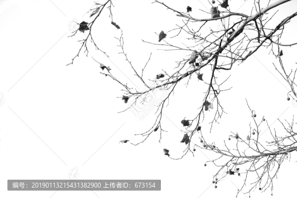 黑白樹枝