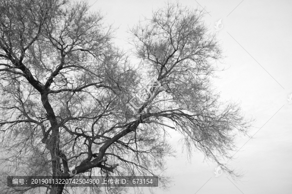 水墨樹(shù)枝