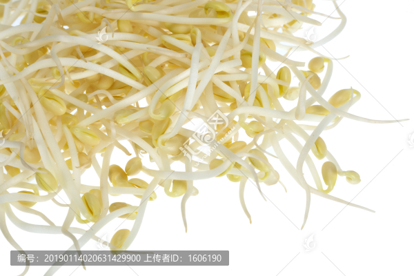 豆芽