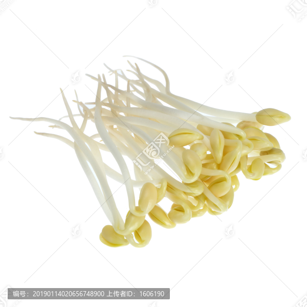 豆芽