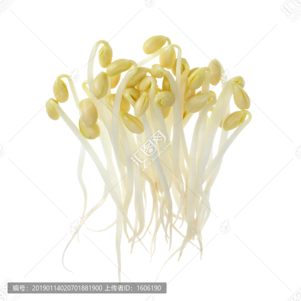 豆芽