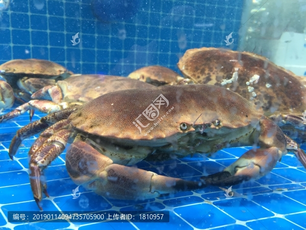 海鮮水產(chǎn)