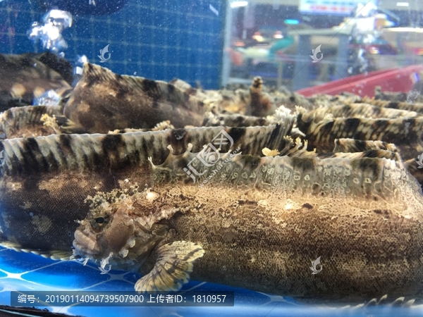 海鮮水產(chǎn)