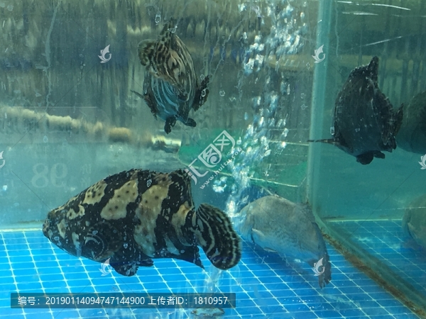 海鮮水產(chǎn)