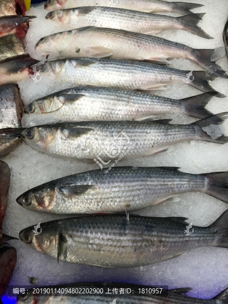海鮮水產(chǎn)