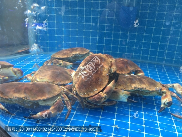 海鮮水產(chǎn)