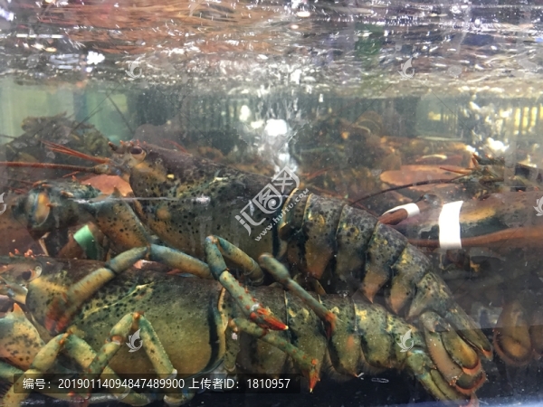 海鮮水產(chǎn)