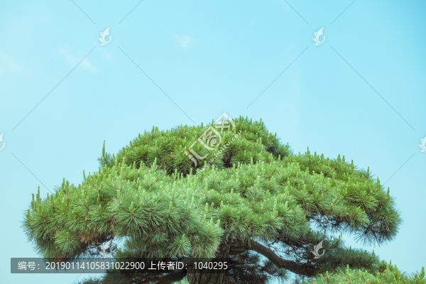 藍(lán)天下的松樹盆景