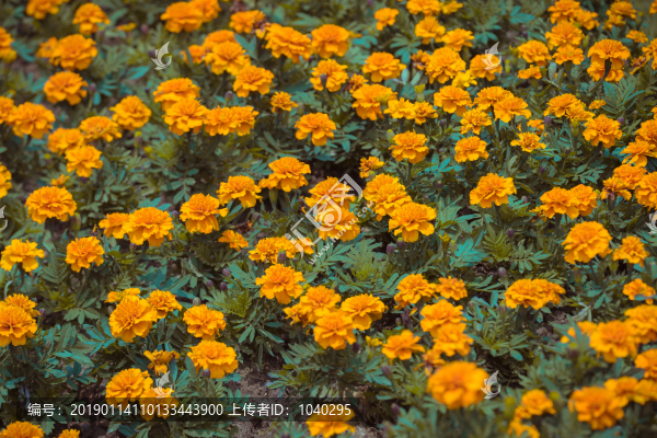 一大片盛開的花叢