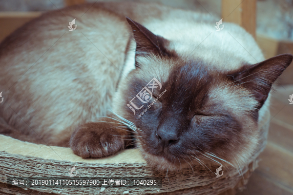 一只趴在窩里睡覺(jué)的貓咪