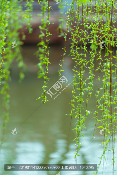 隨風(fēng)飄動的柳枝倒映在水中