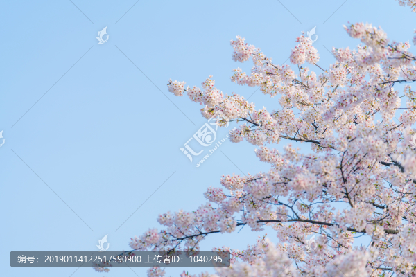 春天白天在公園里盛開的美麗櫻花