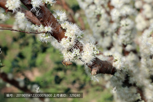 嘉寶果花