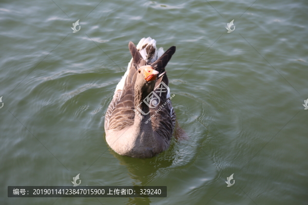 朗德鵝