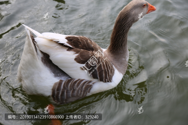 朗德鵝