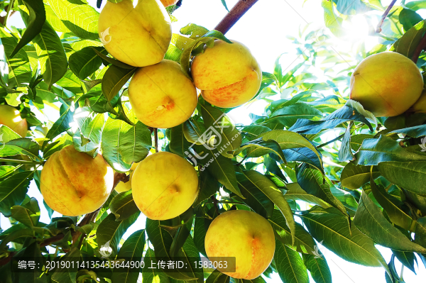 水蜜桃
